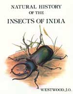 Natural History of the Insects of India
