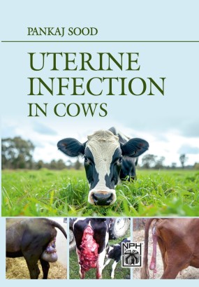 Uterine Infection in Cows